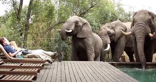 Couple Lounging By Pool Got Visited By Three Thirsty Elephants