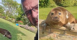 Pensioner Finds Seal Sunbathing In Her Back Garden