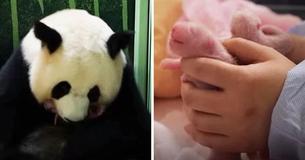 Giant Panda On Loan To French Zoo From China Births ‘Lively, Pink And Plump’ Twin Cubs