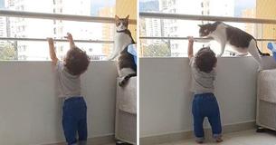 Family Cat Protects Child: Seeing Toddler Wanting To Climb Railing, Cat Rushes To Stop Him; 'It’s Dangerous!'