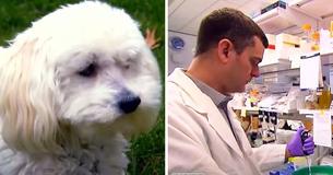Un propriétaire effectue un test d'ADN canin et est choqué d'apprendre que son chien, d'une valeur de 1 750 dollars, n'est pas de la race pour laquelle il a été vendu.