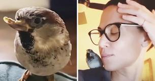 Woman Rescued Injured Sparrow And Now Bird Is Convinced He's A Dog