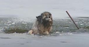 Senior Dog Who Fell Through An Icy Pond Is Rescued By Brave Firefighters