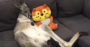 Rescue Kangaroo Who Thinks He's A Dog Demands Couch Cuddles With Father Daily