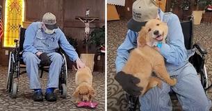 Nursing Home Has Own Golden Retriever Puppy To Help Cheer Up Residents