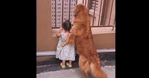 Golden Retriever Melts People's Hearts By Taking Care Of Toddler Like A Mother