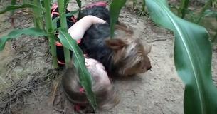 Cops Follow The Sound Of Dog Barking In Cornfield In Order To Find Missing Child