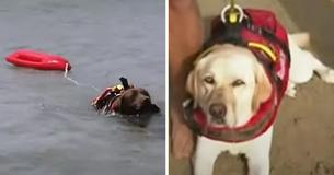 Three Lifeguard Dogs Save Fourteen Beachgoers After Capsizing, Including Children