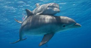 Swimmer In Only Trunks Survives 12 Hours At Sea After Being ‘Helped By Dolphins’