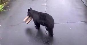 Black Bear Hilariously Steals Amazon Package From Woman's Home