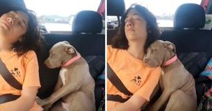 Tuckered Out Pittie Pup Enjoys A Cozy Car Nap With His Fave