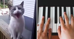 Classical Pianist Adds Extended Harmony To 'Deranged Yelling Cat' — A Masterpiece Emerges