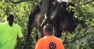 Rescue Workers Free Cow Trapped In Tree Following Devastating Hurricane