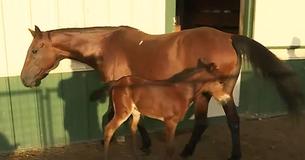 Horse Who Survived Accident On Her Way To The Butcher Gives Birth To ‘Miracle’ Healthy Colt