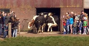 Cows Jump For Joy After Seeing Blue Skies For The First Time In 6 Months