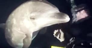 A Diver Was Swimming In Hawaii When A Dolphin Swam Up To Him And Asked Him For Help
