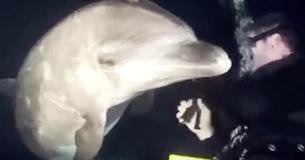 Diver Was Swimming In Hawaii When Dolphin Swam Up And Begged For Help