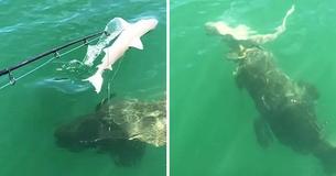 Atemberaubendes Video zeigt gigantisches "Seeungeheuer", das einen Hai mit einem einzigen Schluck verschlingt
