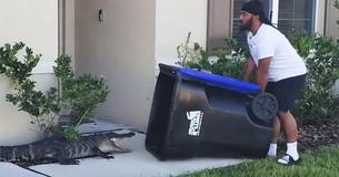 Florida Man Captures Alligator By Using Garbage Can