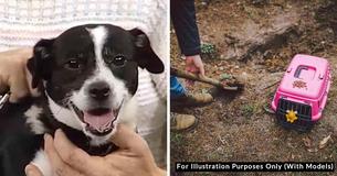 Family Buries Dog Following Accident, But Next Day He Shows Up At Their Door