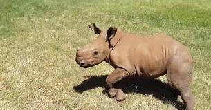 Rhino Orphans Are Adorable While Running And Playing Like Children