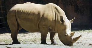 Zoo Atlanta Welcomes Southern White Rhino To Savanna Habitat