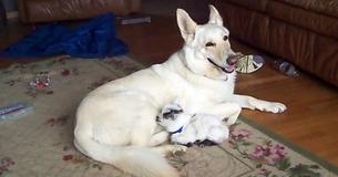 White German Shepherd Adopts Newborn Pygmy Goat & They Come To Be Best Friends