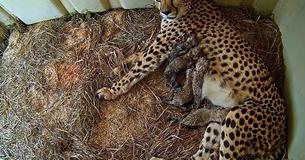 Cheetah Gives Birth To Offspring At National Zoo