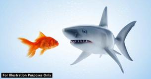 Police Mistake Pool Of Goldfish For Sharks Swimming Round Christmas Tree In Apartment