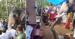Elephant Walked Over 15 Miles To Bid Farewell And Pay Respects To His Best Friend Of 25 Years