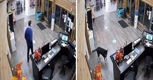 Dog Escapes Yard & Shows Up To Doggy Day Care By Herself