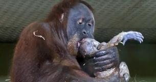 Orang-oetan bevalt voor de allereerste keer terwijl het wordt gefilmd en ze toont baby aan dierenverzorger