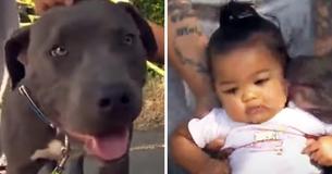 Petrified Parents Indebted To Heroic Pitbull For Pulling Their 7-Month-Old Infant To Safety During Housefire