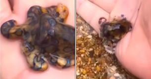 Angstaanjagende beelden tonen hoe toerist een van de meest giftige dieren ter wereld in zijn handen neemt