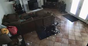 Vrouw post vreemde bewakingsbeelden van 'geest' die de halsband van haar hond verwijdert
