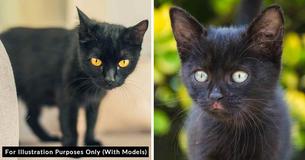 Husband Says Six Years Ago He Switched His 'Wife's Cat With A More Well-Behaved Lookalike'