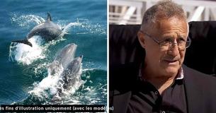 Des dauphins affolés attirent l'attention d'un marin. Ils guident le bateau vers une femme terrifiée qui se débat dans l'océan