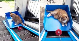 Inventive YouTuber Builds An Elevator For His Elderly Cat