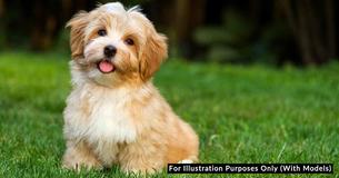 Whenever Your Dog Does One Of These 9 Things, It Means “I Love You”