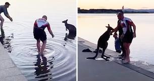 Thankful Kangaroo Offers A Handshake after Three Men Rescue It From Freezing Lake