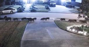 Dozens Of Feral Hogs Create Christmas Chaos As They Invade Neighborhood