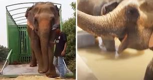 Two Elephants Held Captive In Circus For 50 Years Are Finally Freed — They Find Immense Happiness & Comfort