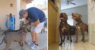 Inseparable Dogs Searching For A Permanent Home Cuddle And Sleep Together