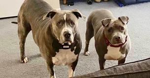 Postal Worker Adopts ‘Gentle Giant’ Pit Bull She Formed Connection With On Her Route After Its Owner Dies