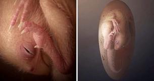 72 Millionen Jahre alter Dinosaurier-Embryo ist eines der am besten erhaltenen Exemplare seiner Art