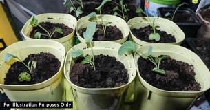 Stepdad Punishes Son For Deliberately Watering Plants With Bleach - Mom Complains About Punishment