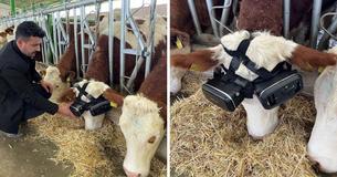 Farmers Give Cows Virtual Reality Headsets To Simulate Being Outside