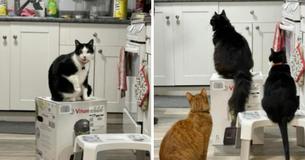 Cats Refuse To Vacate Blender Box For Over 2 Weeks - So Owners Reach Out To Company