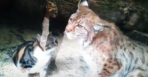 Stray Cat Makes Way Into St. Petersburg Zoo And Becomes Friends With A Lynx