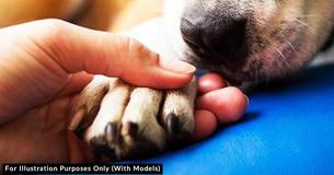 Veterinarian Explains What Pets Do Before Passing Away